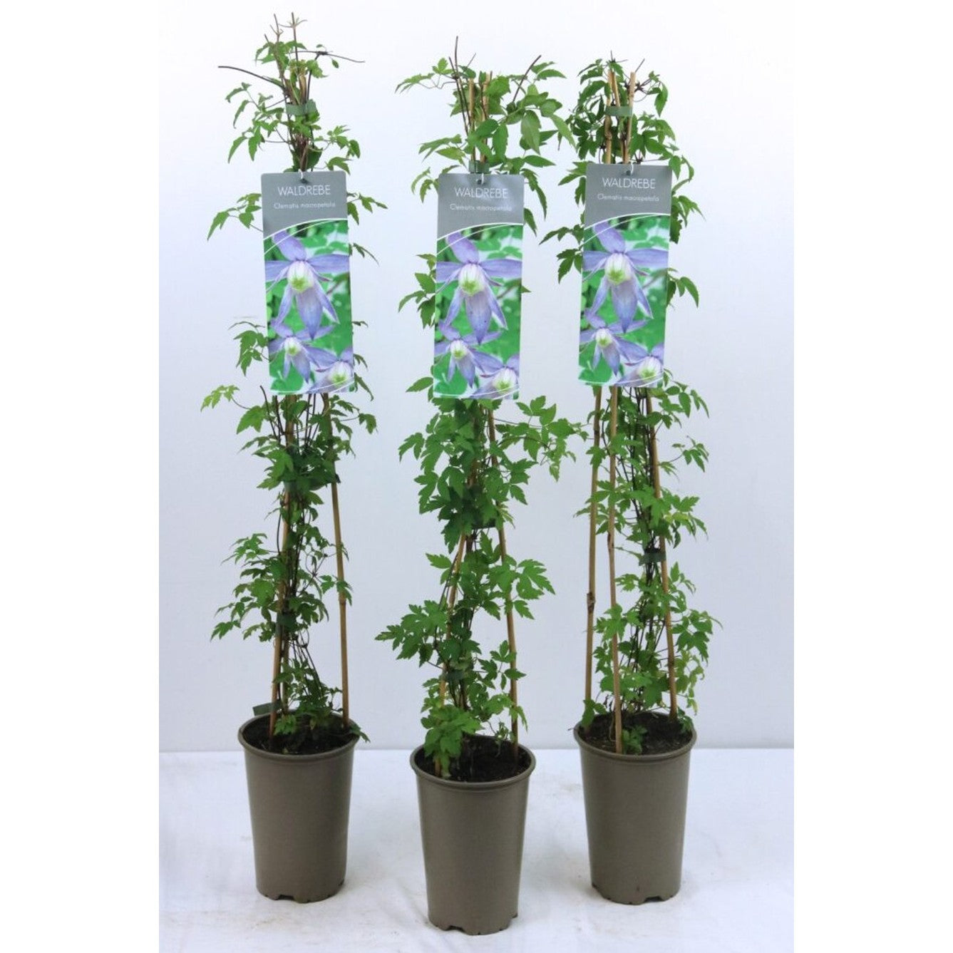Klematis – Clematis macropetala - C2 60-80 CM Stick